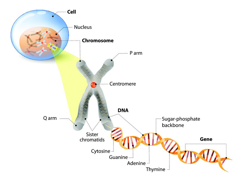 Cytogenetics